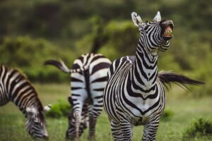 Zebra-Strategie